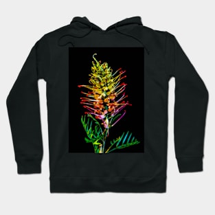 Loupy Lou Grevillea on Black Background Hoodie